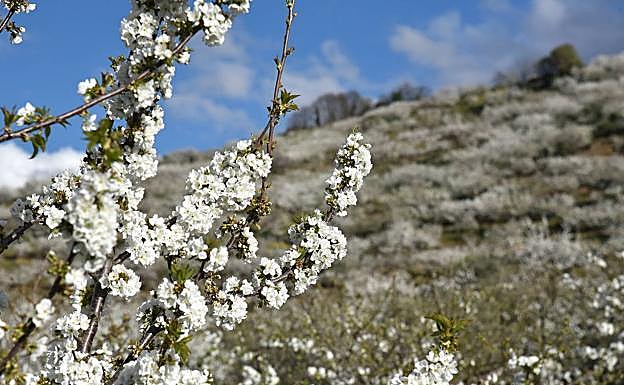 Detalle de los cerezos en flor.