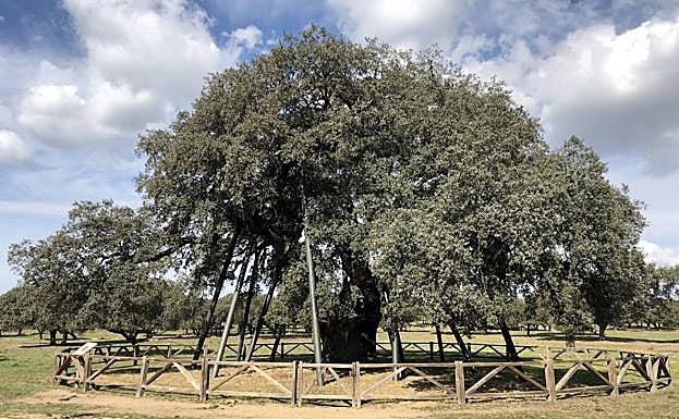 'La Terrona' se mantiene imponente en una finca cercana a la localidad cacereña de Zarza de Montanchez.