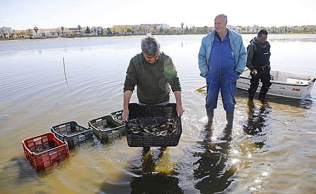 Operación para trasladar los ejemplares en cajas. 