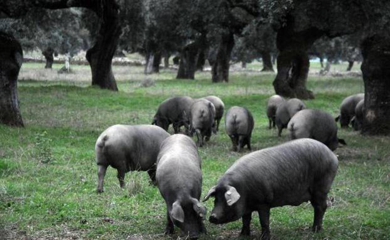 Cerdos ibéricos puros comen bellota en una finca de Salvatierra de los Barros.