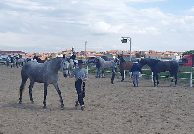 Unos 80 ejemplares serán exhibidos en el Concurso Morfológico.