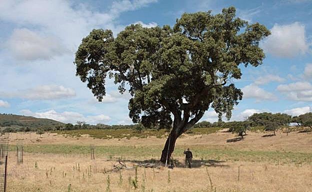 En un futuro, Cicytex desarrollará proyectos de investigación de alcornoques en su parcela. 