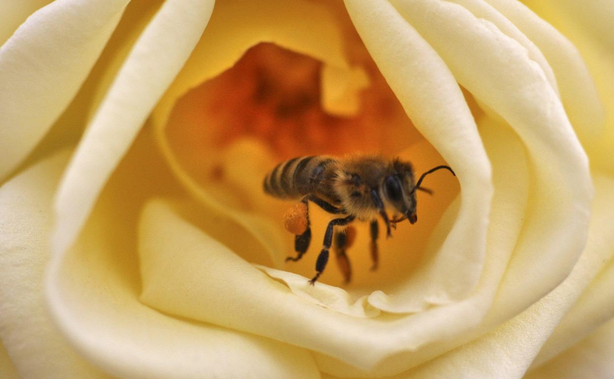 Abeja sobre una rosa blanca.