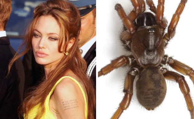 Por la actriz Angelina Jolie fue nombrada la araña 'Aptostichus angelinajolieae'.