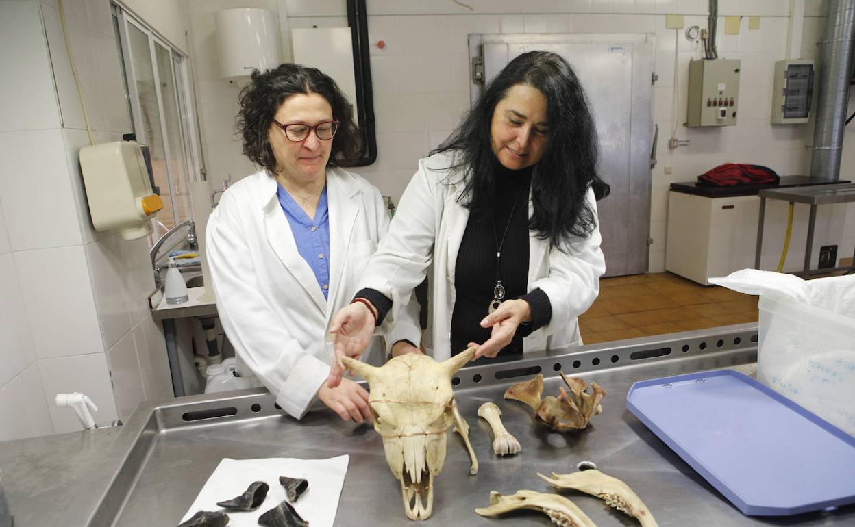 Ana Mayoral (a la izquierda) y María Martín, en la facultad de Veterinaria de la UEx. 