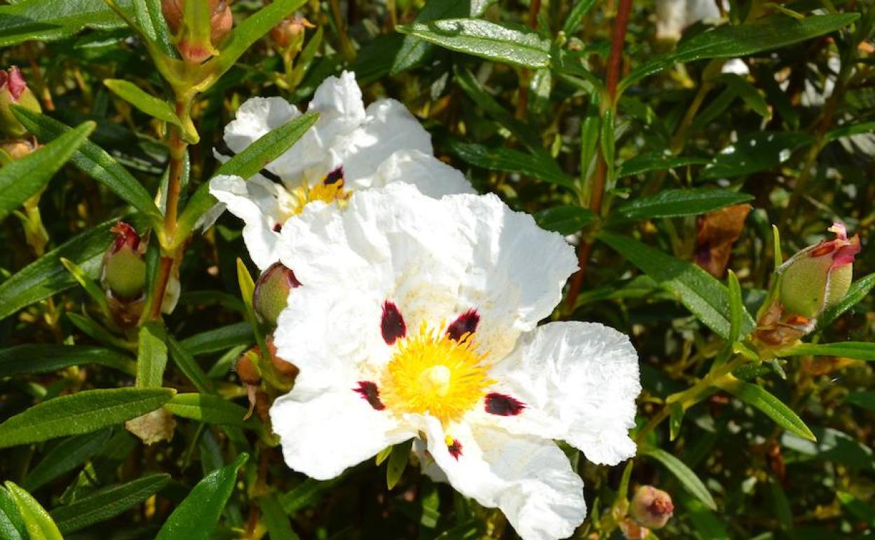 La Siberia celebra este 2 de mayo en Garbayuela su Fiesta de la Jara en Flor