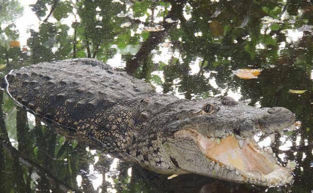 El cocodrilo de las marismas ('Crocodylus palustris') se encuentra en el subcontinente indio.,