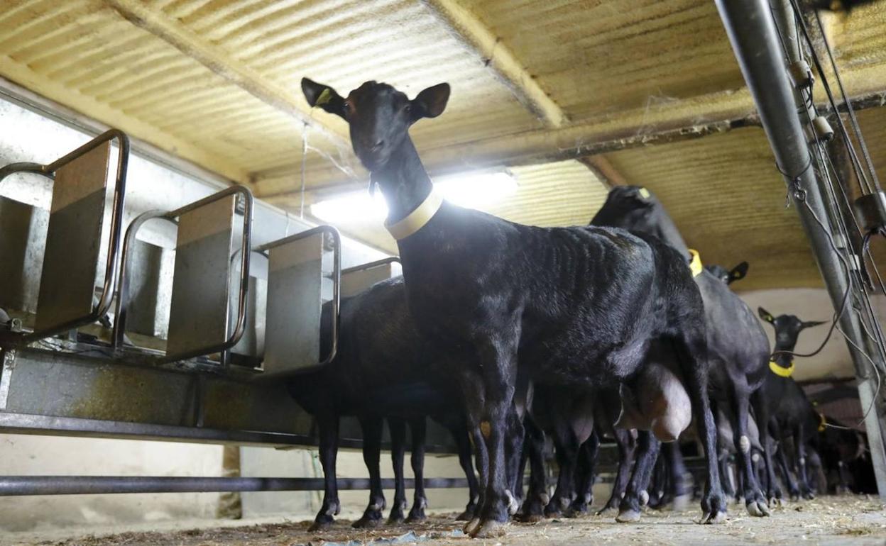 Cabras en una explotación ganadera situada en Guadalupe, que vende leche a Uniproca. 