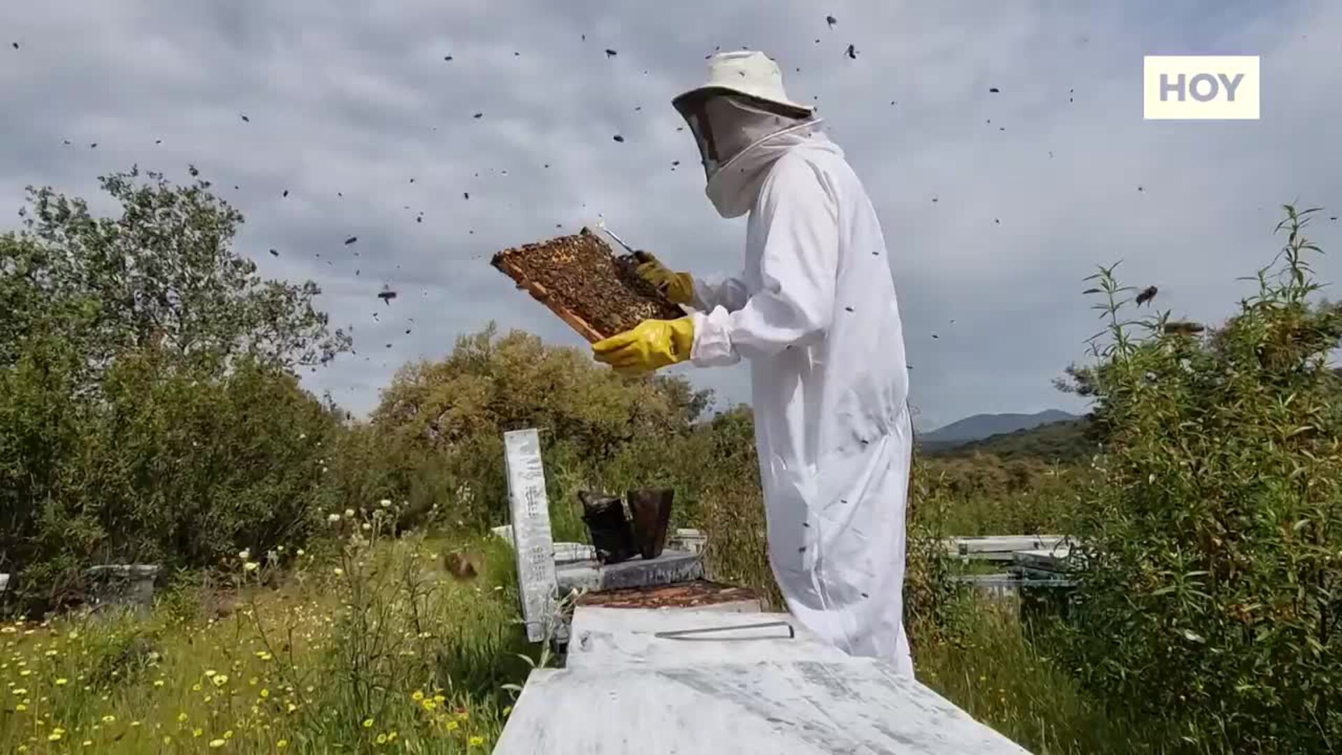 La apicultura encuentra relevo