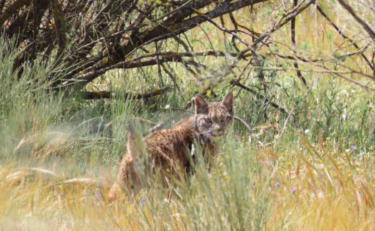 Silene ya corre en libertad por la Zona de Especial Conservación de Hornachos.