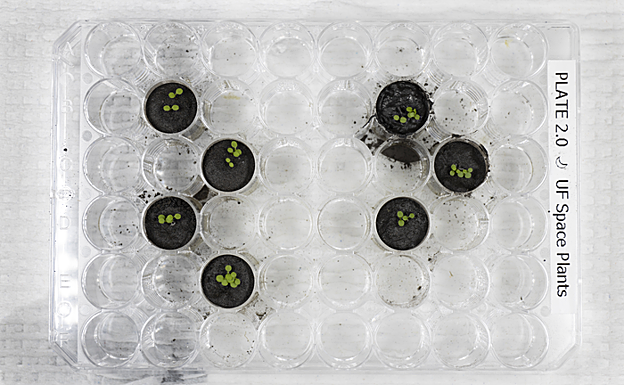 Plantas de Arabidopsis seis días después de plantar las semillas. Los cuatro pozos de la izquierda contienen plantas que crecen en el simulador de suelo lunar JSC-1A. Los tres pozos de la derecha contienen plantas que crecen en suelos lunares recolectados durante las misiones Apolo 11, 12 y 17.