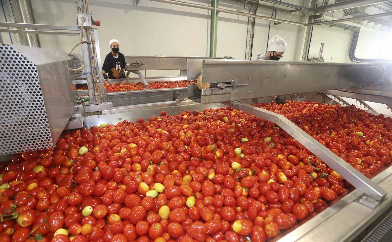Proceso de selección en una industria de tomate cercana a Santa Amalia.
