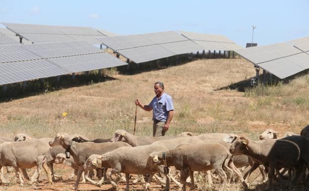 Quico Ponce pastorea a sus ovejas en una finca entre placas solares de la fotovoltaica El Doblón entre Mérida y Almendralejo. 