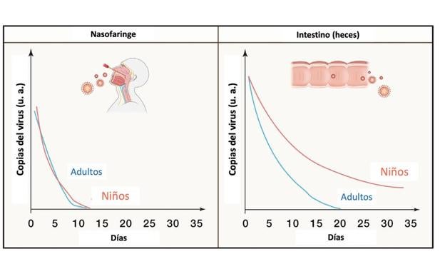 FIGURA 1- Permanencia del virus en intestino en adultos y en niños. Adaptada por Matilde Cañelles de https://www.cell.com/immunity/pdf/S1074-7613(22)00043-7.pdf.