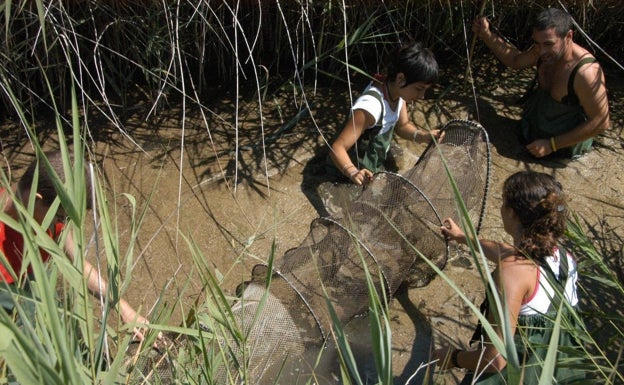 Recogiendo tortugas del río. 