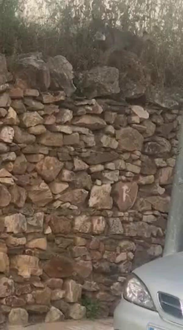 Un lince ibérico por el municipio de Esparragosa de Lares