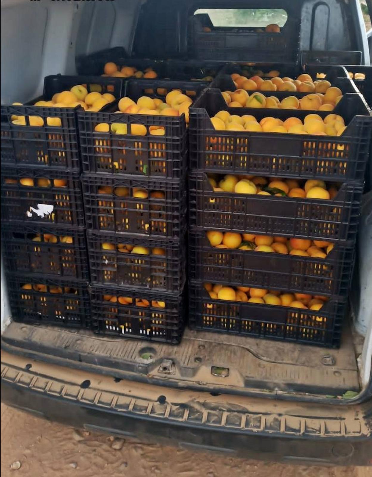 Cajas de melocotones interceptadas.