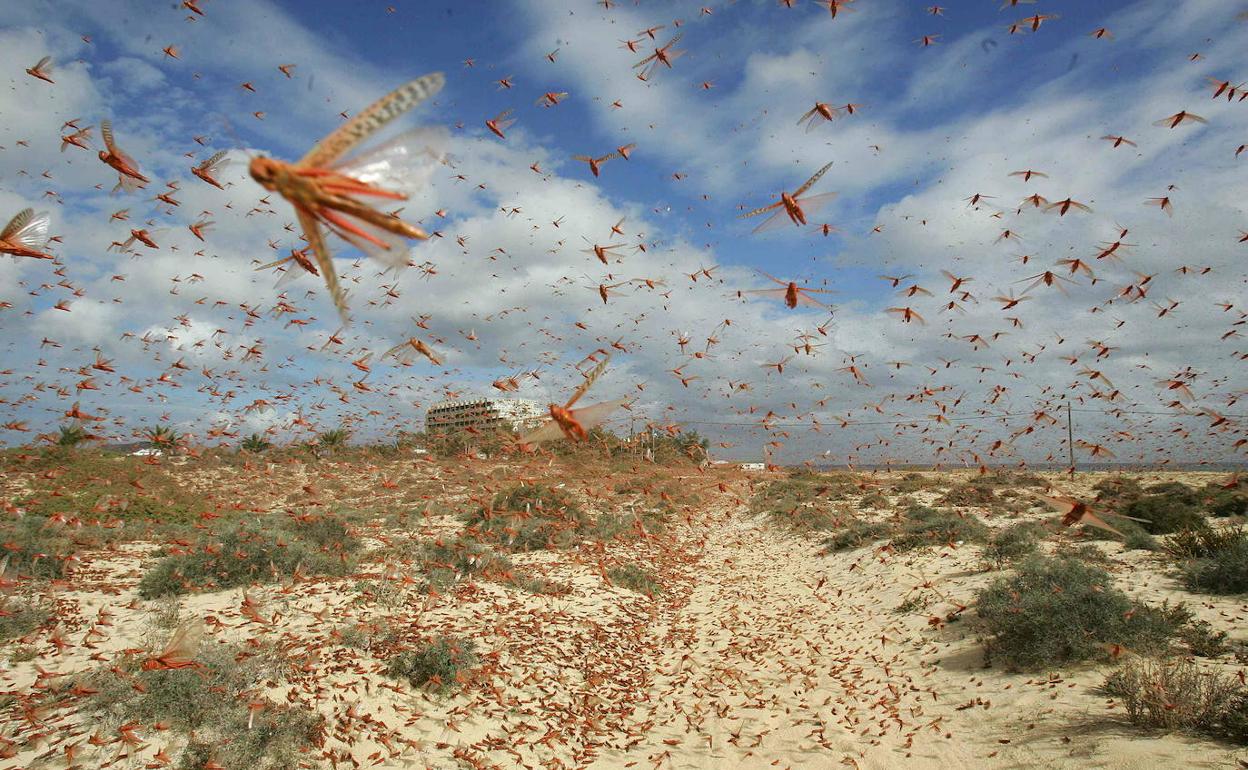 Plaga de langostas en las costas de Fuerteventura, en las Islas Canarias, en el año 2004.