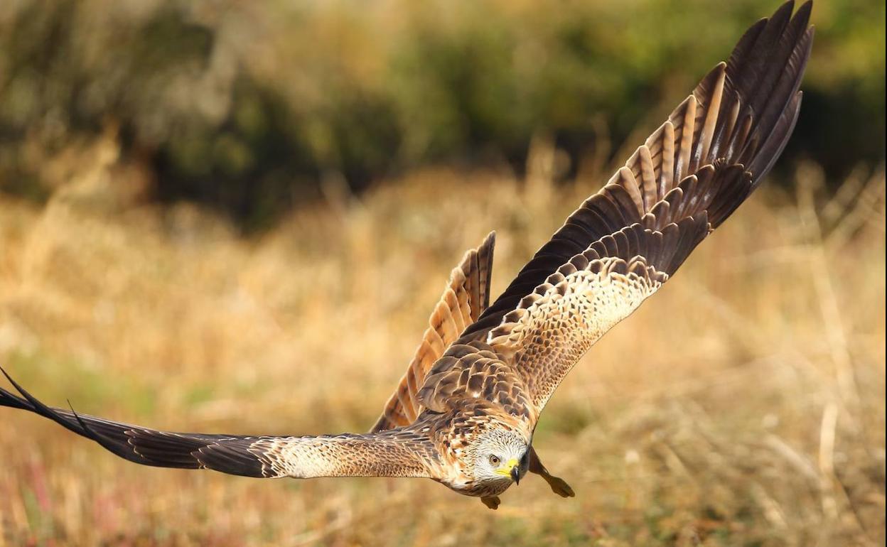 El proyecto Life Eurokite tiene como objetivo reducir las amenazas y contribuir a la recuperación de esta especie con el reforzamiento poblacional.