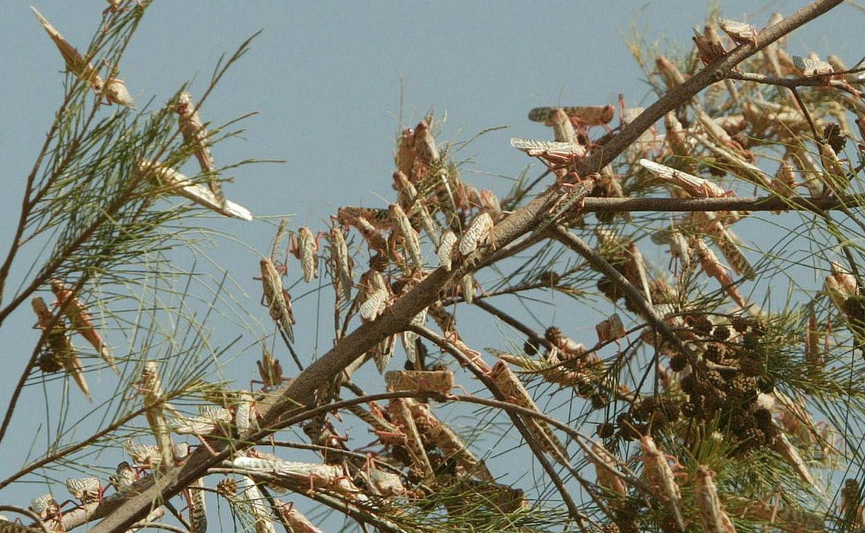 Plaga de langosta en La Serena