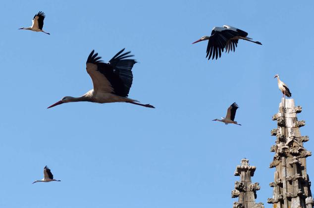 Cigüeñas sobrevolando la catedral de Plasencia. (Foto Diario HOY)