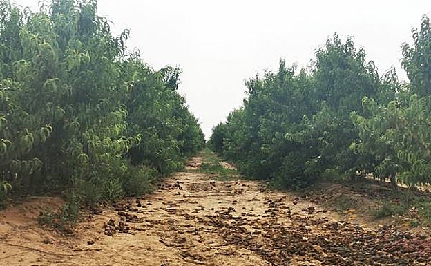 Finca de las Vegas Altas del Guadiana, sin personal esta mañana.