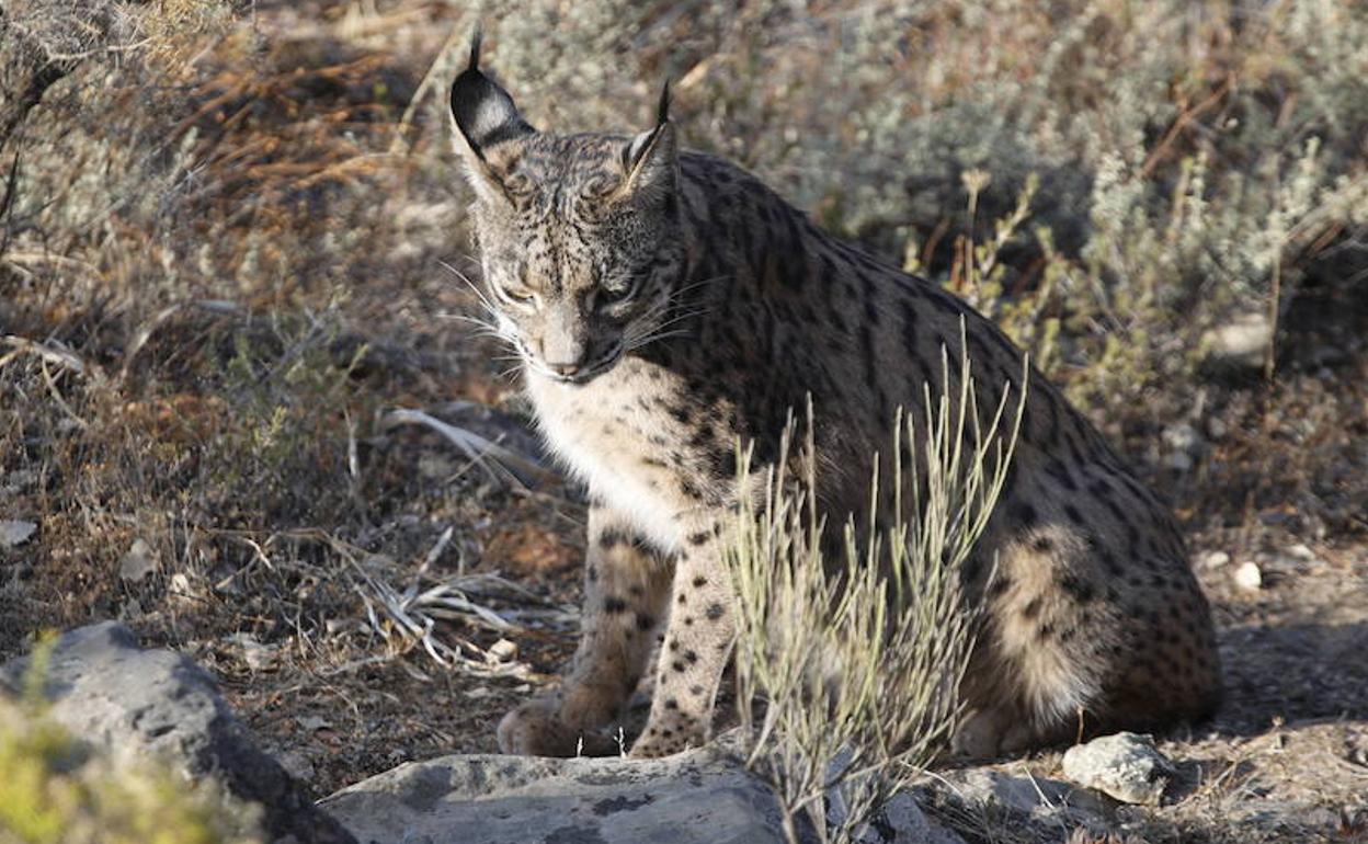 El censo de linces ibéricos llega a los 1.365 ejemplares, 164 de ellos en Extremadura