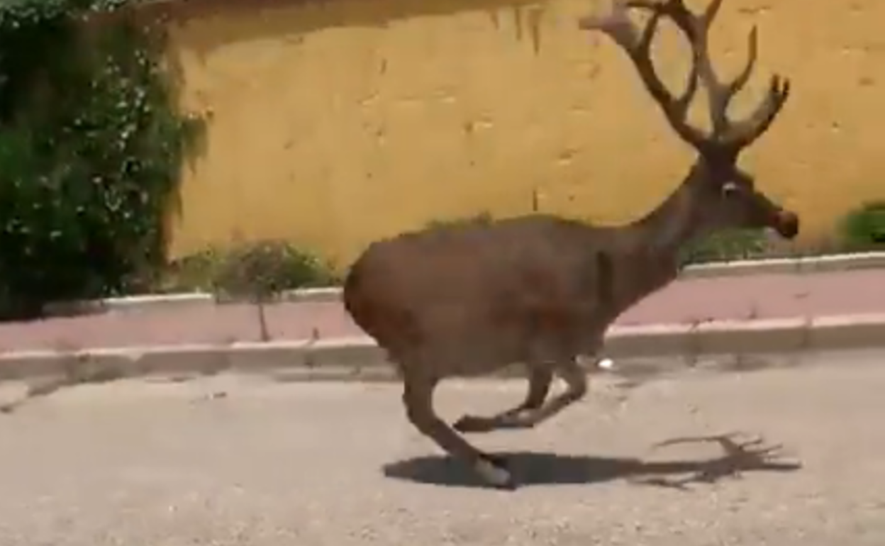 Ciervo corriendo por las calles de Matalascañas.