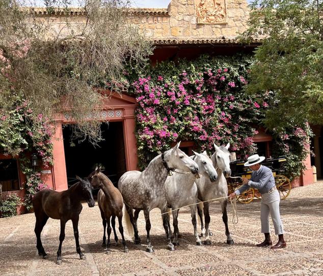 Fotos: Una yeguada extremeña en la comida de Dior en Sevilla