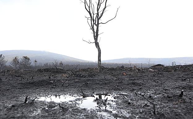 Zona quemada en la Sierra de la Culebra.