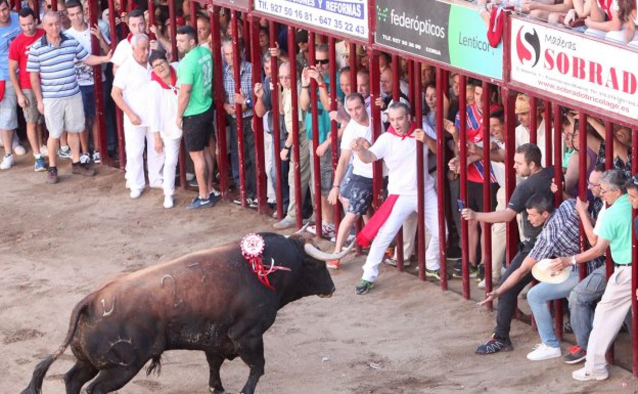 Los toros volverán a recorrer las calles de Coria. 