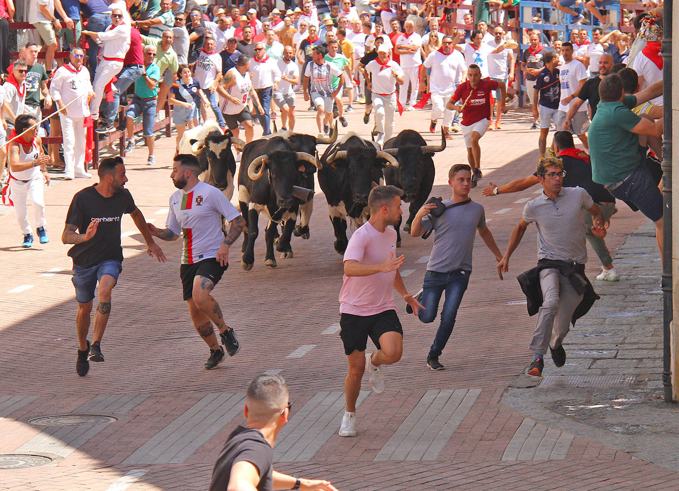 'Ratonero', de la ganadería de Pablo Mayoral, deja un herido en la plaza en la mañana del 25. 