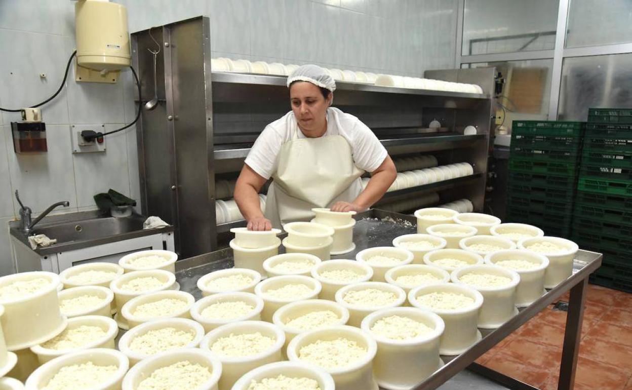 Distribuyendo parte del queso fresco de cabra en moldes en una quesería de Acehúche.