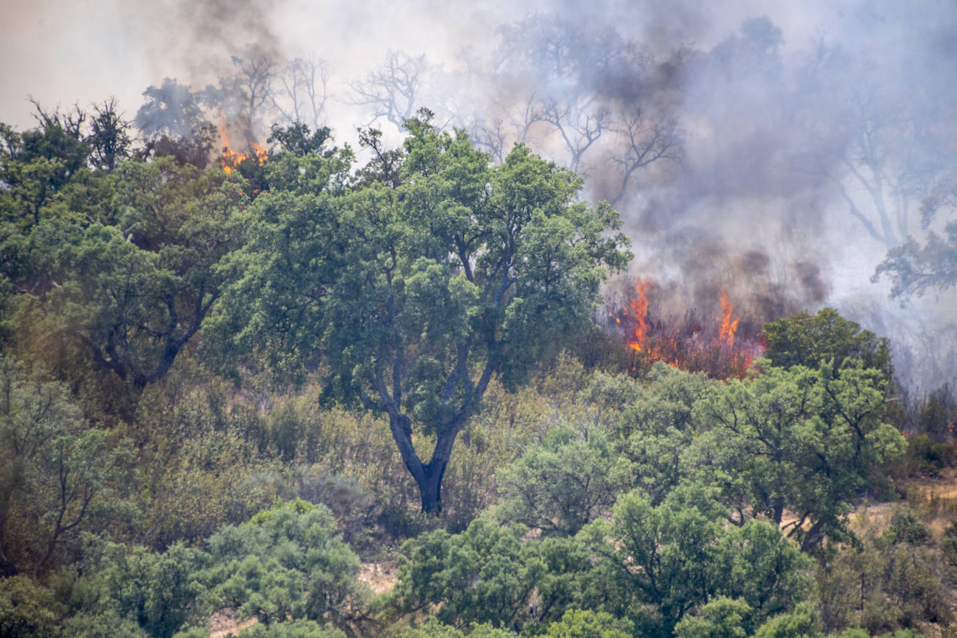 Llamas del incendio en la zona de Deleitosa