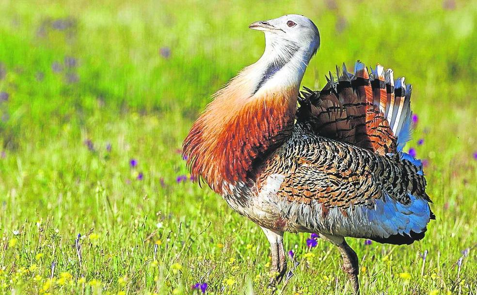 «Las aves están huyendo de la península a causa del calor»