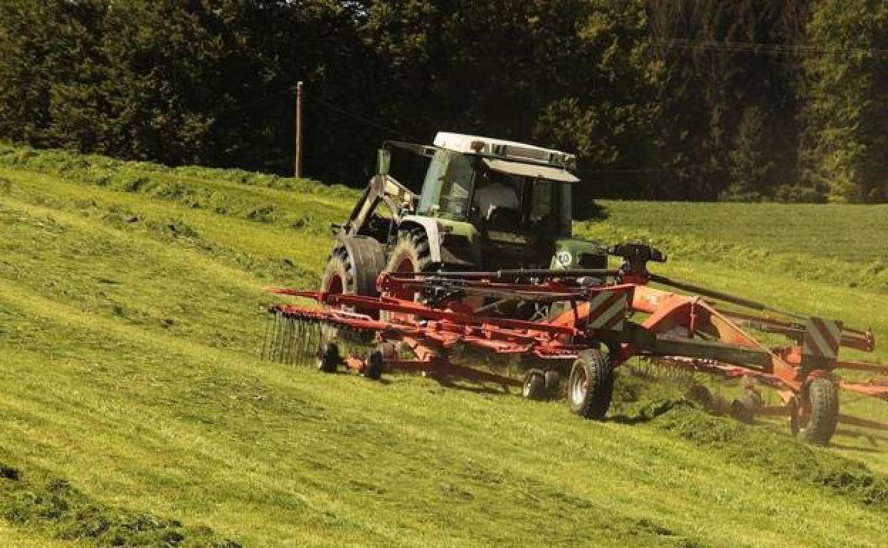 Plan renove agridulce