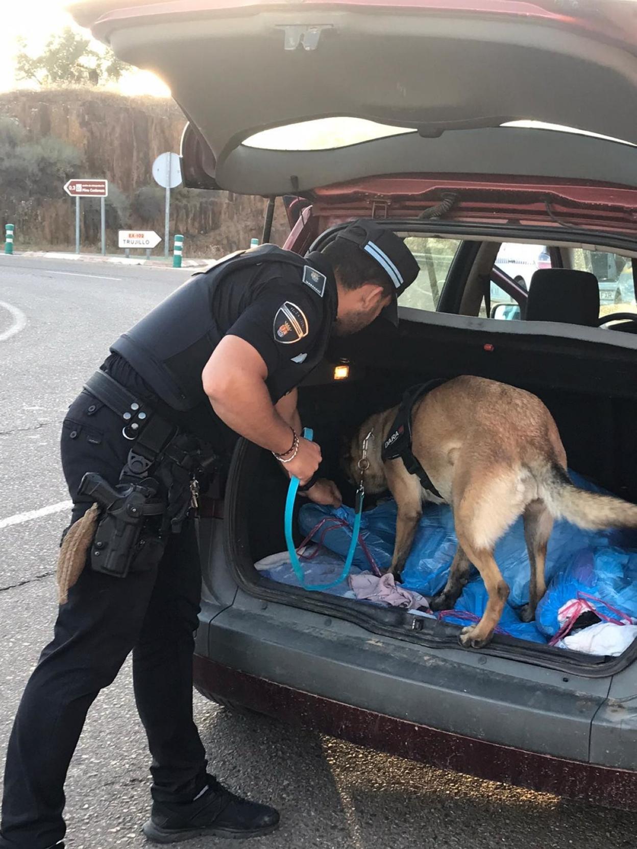 Un agente realiza un registro con el perro en Logrosán. 