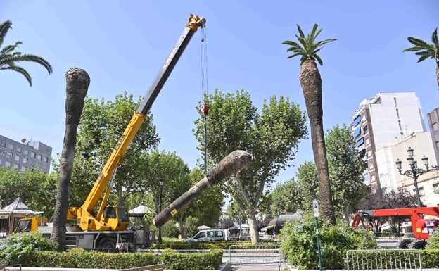 Una grúa levanta el tronco de una de las palmeras de San Francisco, ya talada. 