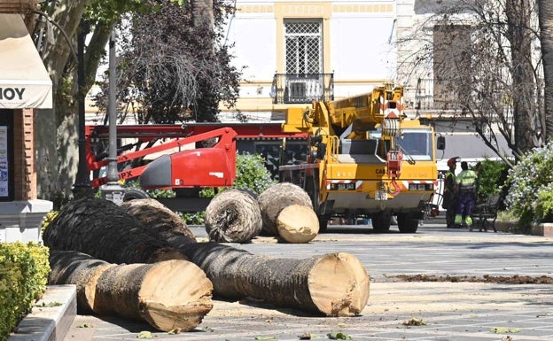 Los tronchos de las palmeras ya taladas hoy, en el paseo de San Francisco .