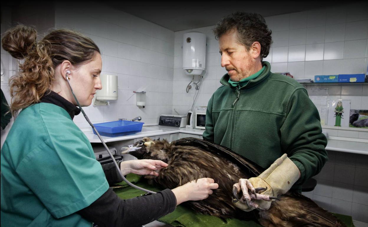 Imagen de archivo de un buitre atendido en 'Los Hornos'.