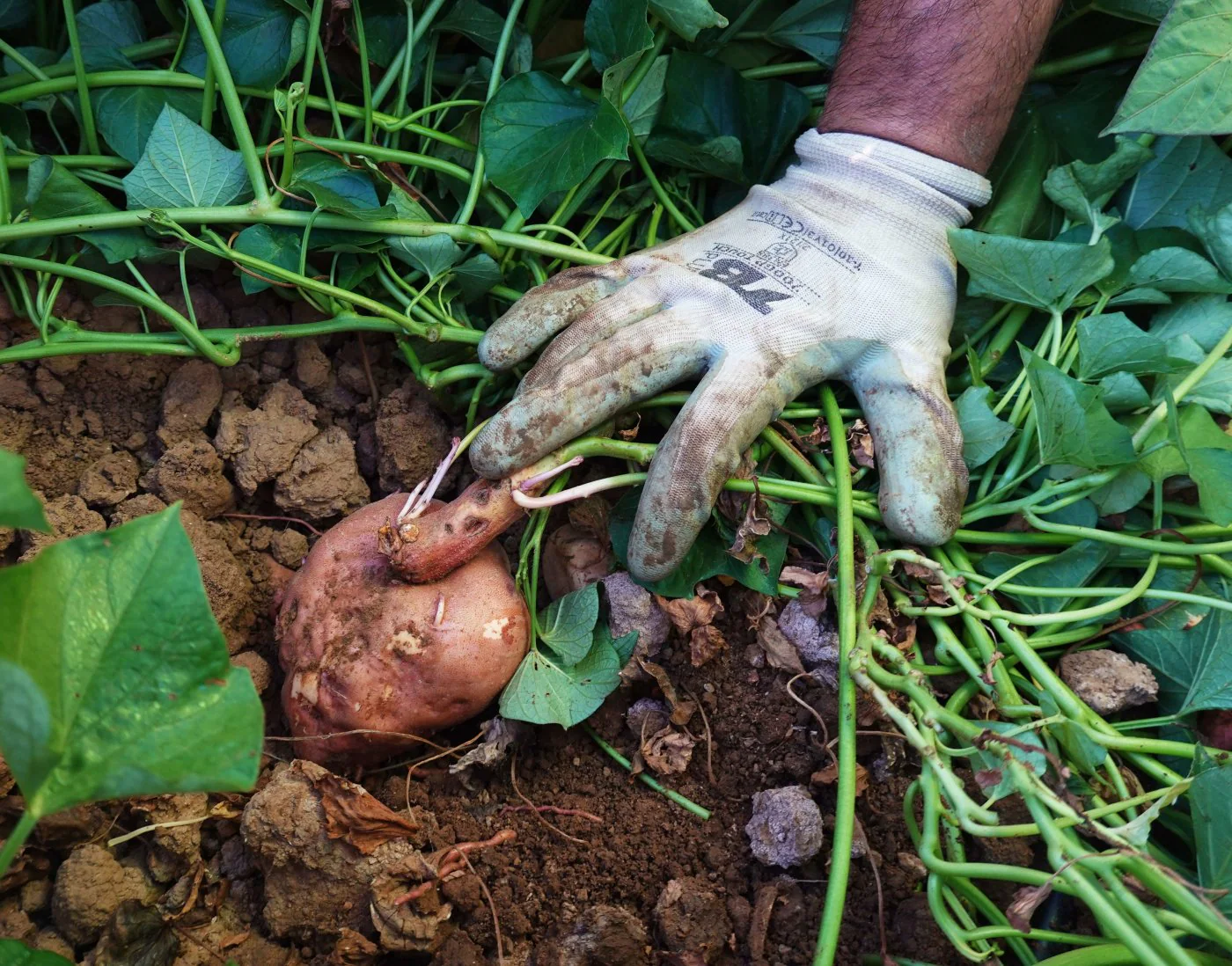 La Batata Un Cultivo De Futuro Hoy 9221