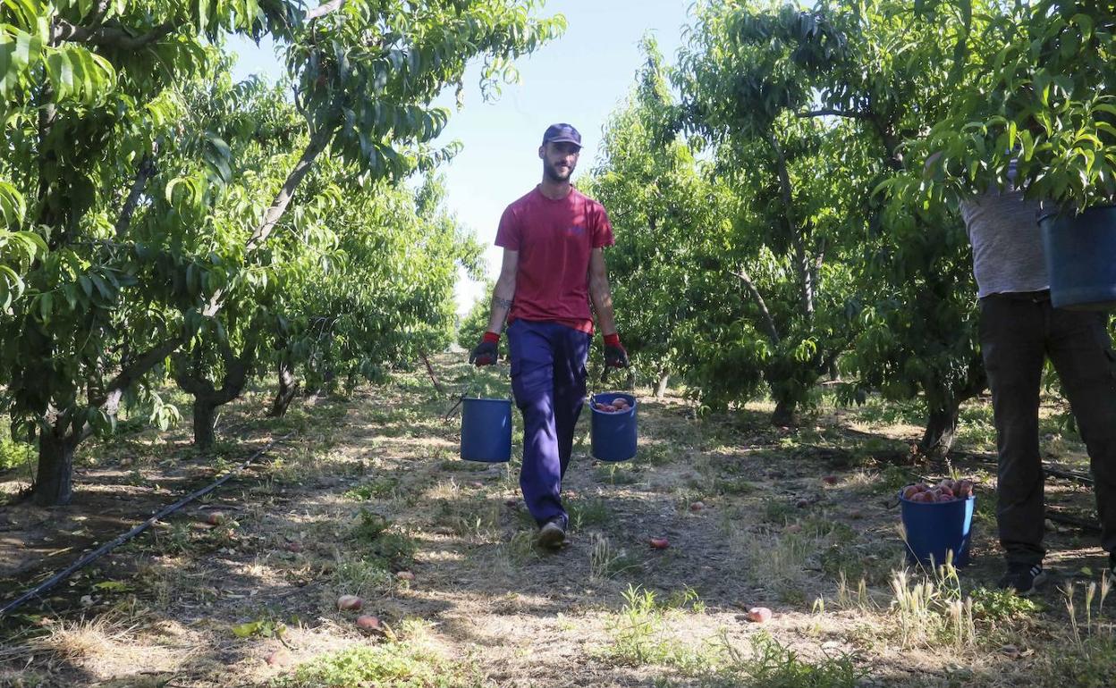 Dos jornaleros cogen fruta en una parcela situada en el término de Mérida en junio pasado. 