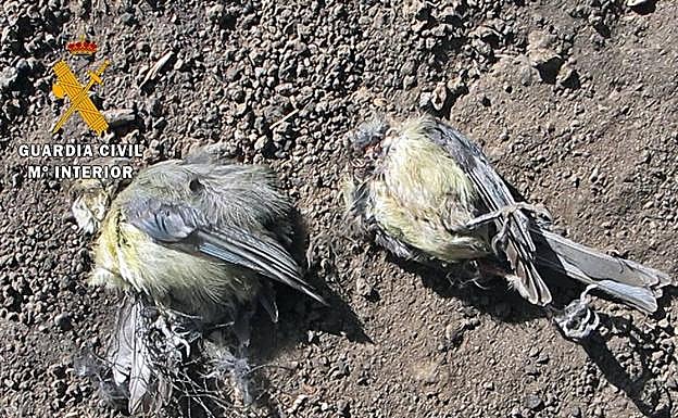 Los herrerillos comunes. 