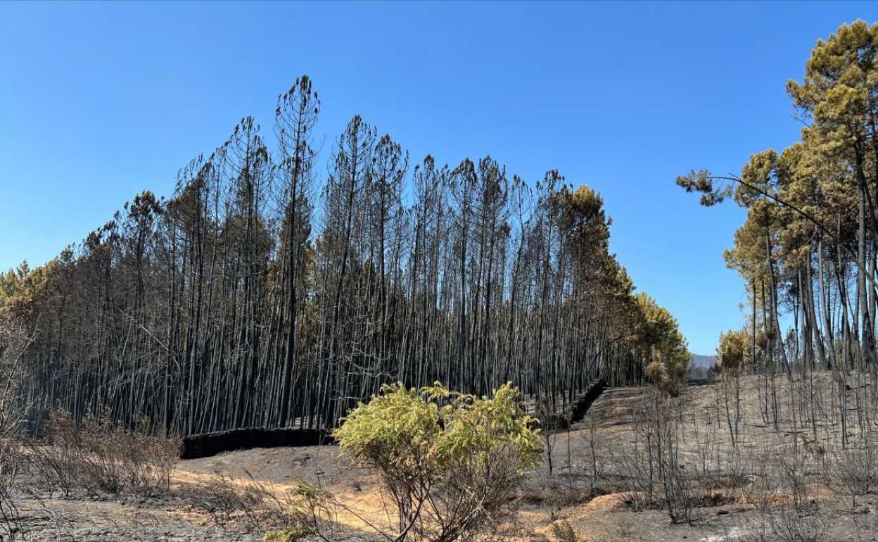 Desolador paisaje el queda tras un incendio forestal.