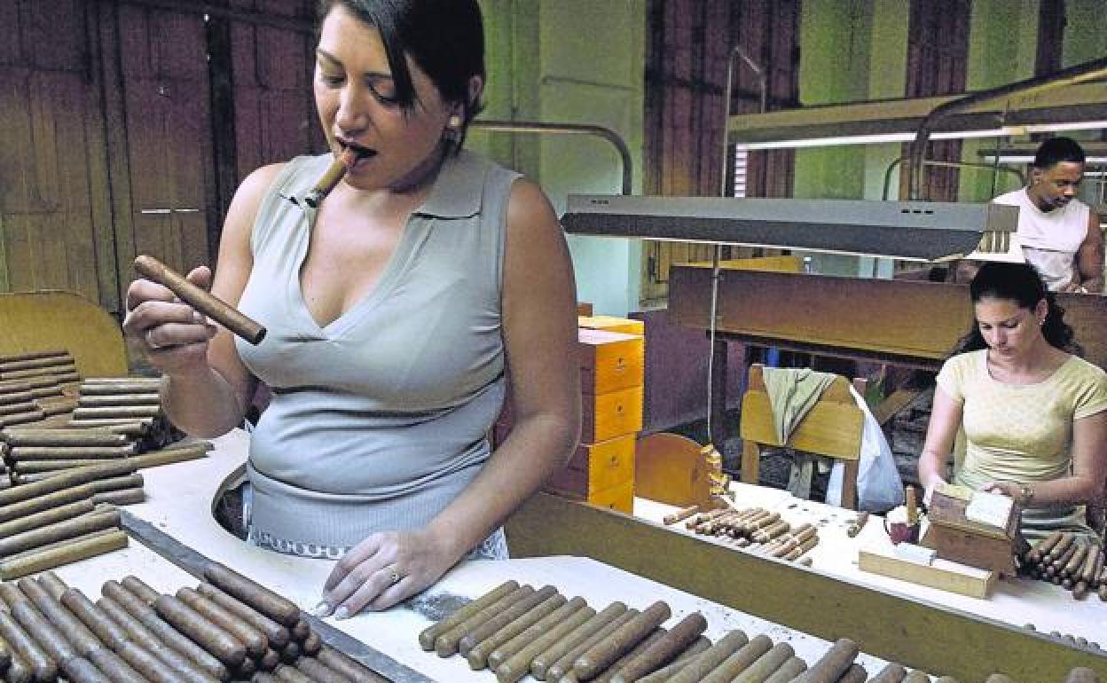 Prestigio. Proceso de etiquetado y empaquetado en una fábrica de La Habana, y cultivos a cubierto de hoja de capa, la que envuelve el cigarro. Arriba, tres pilares de la sobremesa -café, copa y puro-, un 'combo' cada vez más raro de ver.