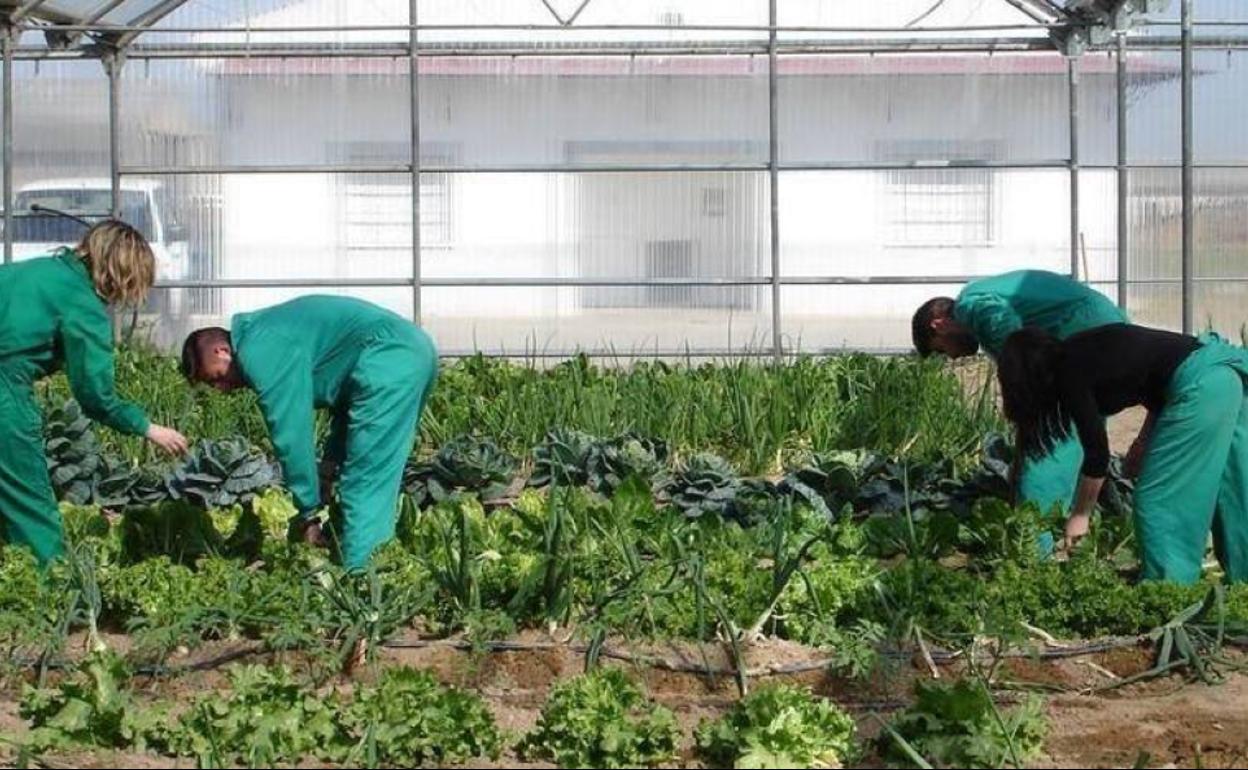 Imagen de archivo de unos trabajadores en el centro agroalimentario de Cicytex.