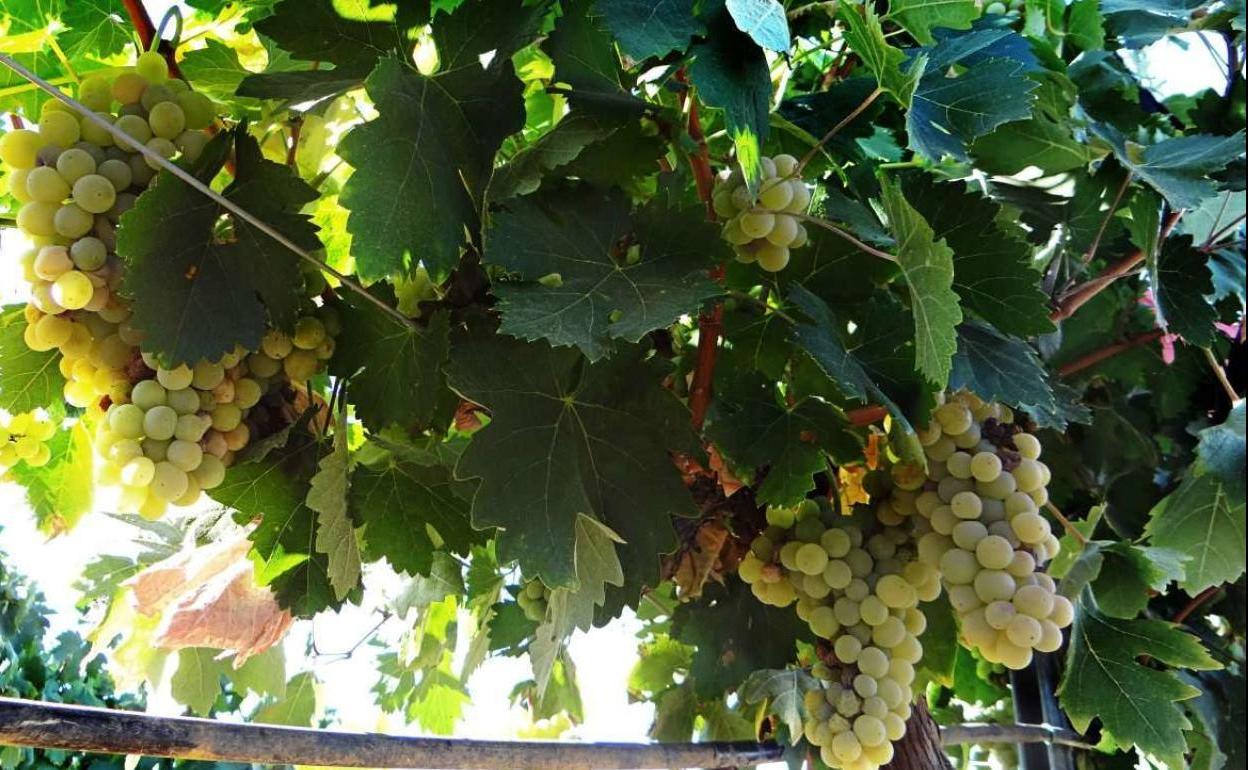 Imagen de archivo de uva para cava procedente de Almendralejo.