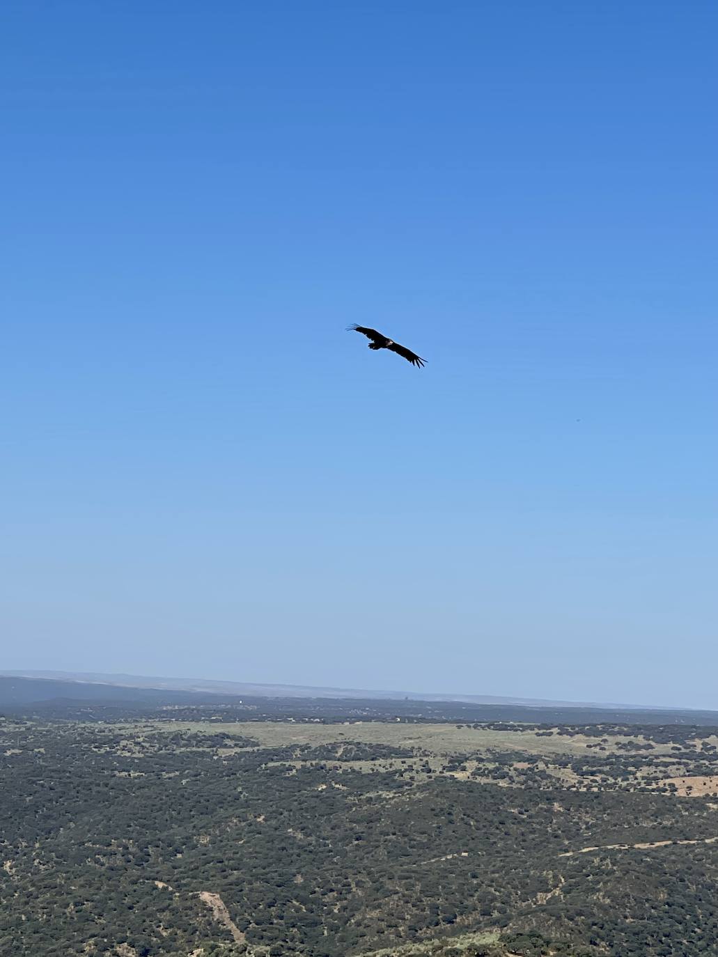 Fotos: Un rincón con encanto | Castillo de Monfragüe: con los buitres bajo los pies