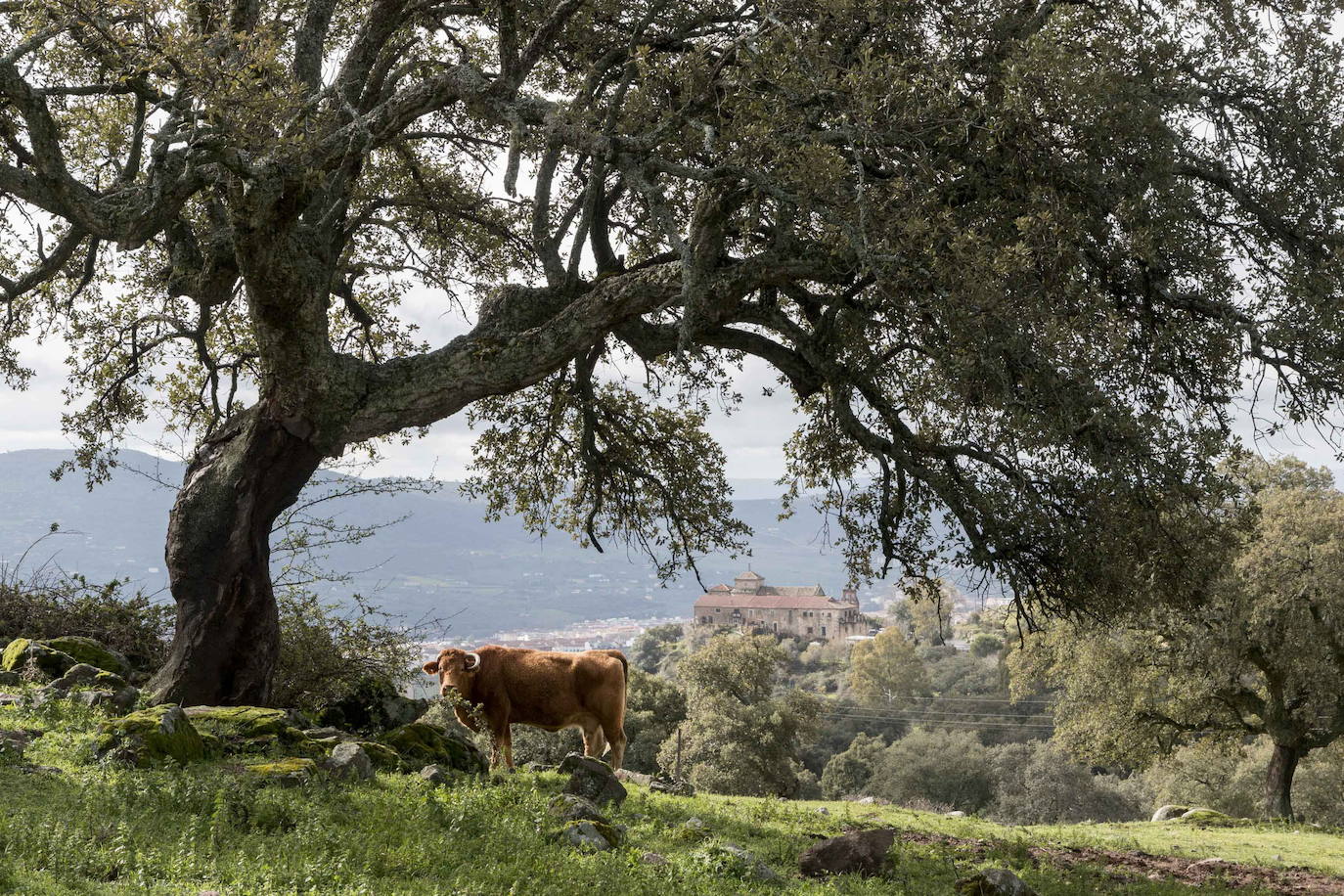 Plasencia. Una cueva, un mirador, un sendero quemagrasas, unas esculturas labradas en la roca, una ermita con tres caminos... Valcorchero es ideal para caminar y pedalear. 