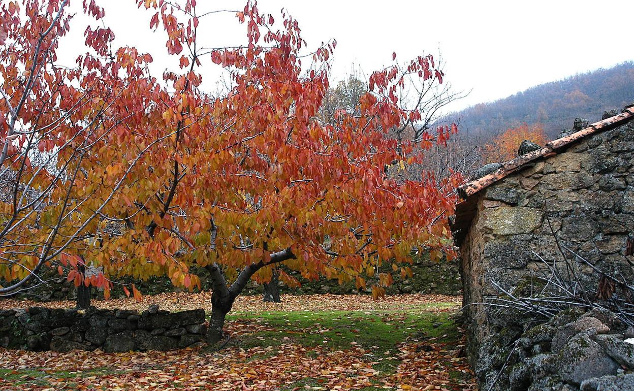 Paisaje otoñal en el Valle del Jerte